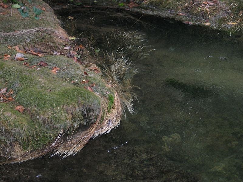 Original image